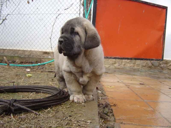 Puppy from Valdejera
Keywords: valdejera cachorro