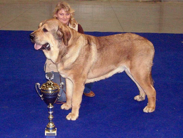 Anuler Alano: Exc.1, CAJC, Winner of Prague, BOB, BIG 2 - Junior Class Males, International Dog Show, Prague, CZ - 08.11.2009
Keywords: 2009 mastibe