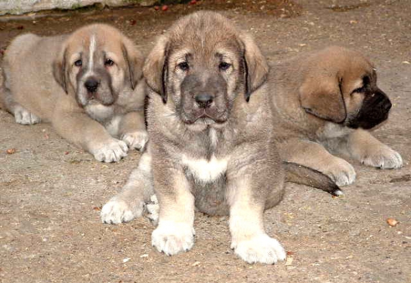 Julius Cesar, Matusalen & Grabiel
(LLanero de Ablanera & Mola de la Valleja)
 

Keywords: puppyspain puppy cachorro