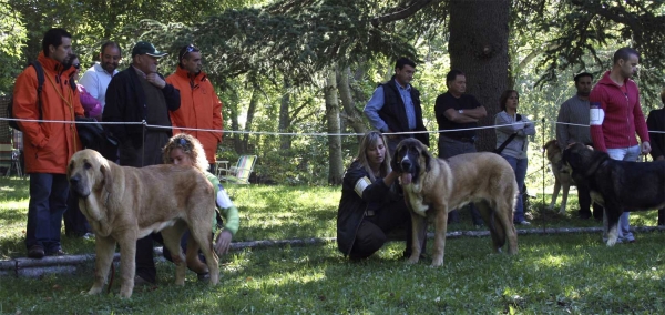 Puppy Class Males - Clase Cachorros Machos, Barrios de Luna, León, Spain 14.09.2008
Keywords: 2008