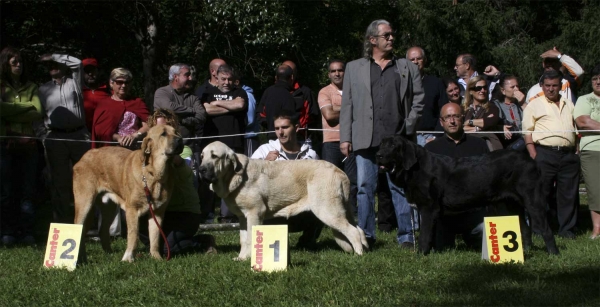 Winners Puppy Class Males - Clase Cachorros Machos, Barrios de Luna 14.09.2008
Keywords: 2008