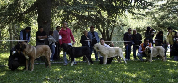 Puppy Class Males - Clase Cachorros Machos, Barrios de Luna, León, Spain 14.09.2008
Keywords: 2008