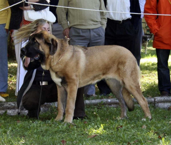 Puppy Class Males - Clase Cachorros Machos, Barrios de Luna 14.09.2008
Keywords: 2008