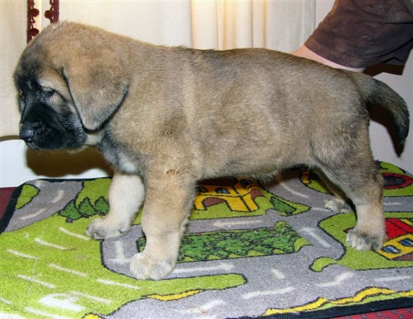 Puppy from Angel De La Asturias (USA) - born 28.10.2007
Trefwoorden: puppyusa himmelberg