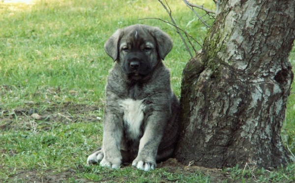 Zarmonedvina - spanish mastiff puppy Sammy
Keywords: zarmon