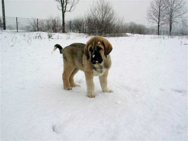 Sanson del Dharmapuri
(Ch. Rubi de Montes del Pardo x Fany de Fuente Mimbre)
Born: 16-12-2004 
Owned by Fre-Su
 
 

Keywords: fresu snow nieve puppy cachorro
