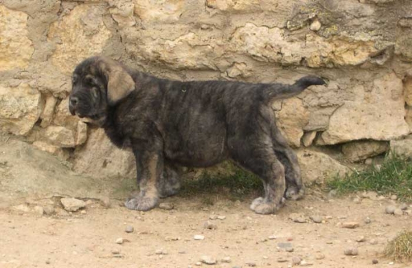 Soto de Fuente Mimbre - 60 days old
(Ch. Cañon de Fuente Mimbre x Arpa de Fuente Mimbre)  

Keywords: fuentemimbre puppy cachorro
