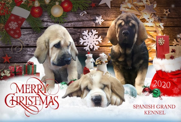 Merry Christmas 2019 from Spanish Grand Kennel
