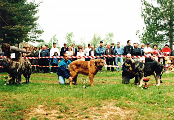 From the right: 1º Chavo de Babia - 2º Crono de Ribayon - 3º Carxou Capitan Garejo - Winners Young Class Males, Camposagrado, León 1999
Keywords: 1999
