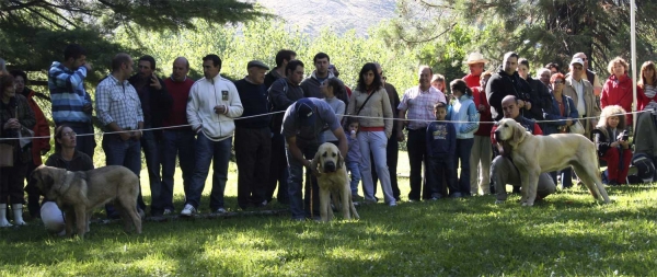 Puppy Class Females - Clase Cachorros Hembras, Barrios de Luna 14.09.2008
Keywords: 2008