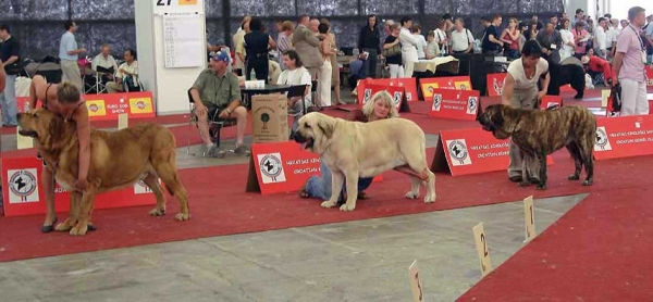 Ring BOB - Euro Dog Show, Zagreb, Croatia 10.06.2007
Keywords: 2007
