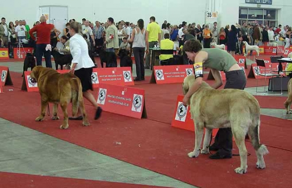 Open Class Males - Euro Dog Show 2007, Zagreb, Croatia 10.06.2007
Keywords: 2007