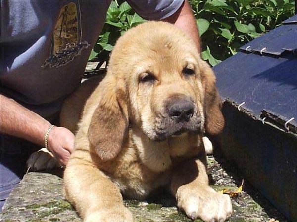Zar de Valle del Pisueña 
(Xion de La Albajara x Siena de Trashumancia)
Born: 02.07.2008 
Keywords: puppyspain puppy cachorro pisuena