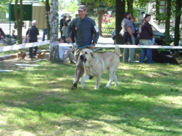 Elmo Lu Dareva: Young Winner - National Dogshow in Zielona Gora 16.09.2007
(Druso de la Aljabara x Franchesca Mastibe) 
Keywords: 2007