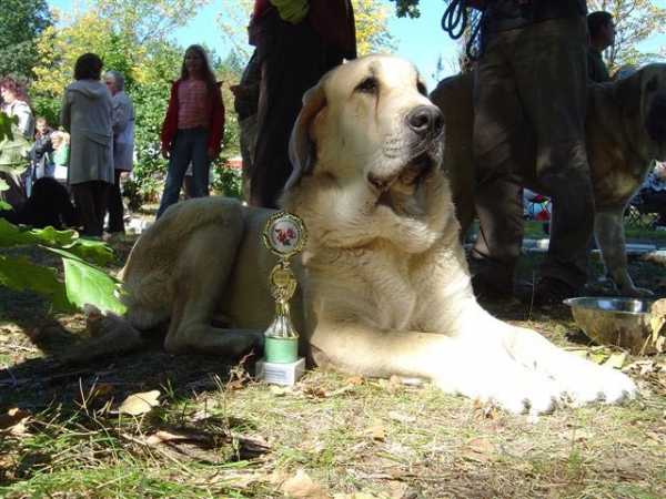 Evita Lu Dareva: Young Winner, Best Young, BOB - National Dogshow in Zielona Gora 16.09.2007
(Druso de la Aljabara x Franchesca Mastibe) 
Keywords: 2007 ludareva