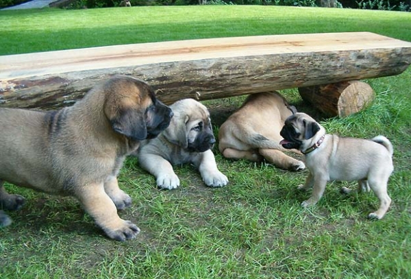 Zorro, Zazi and Pegy
Puppies from kennel Mastibe and Pug 
Keywords: mastibe puppy cachorro