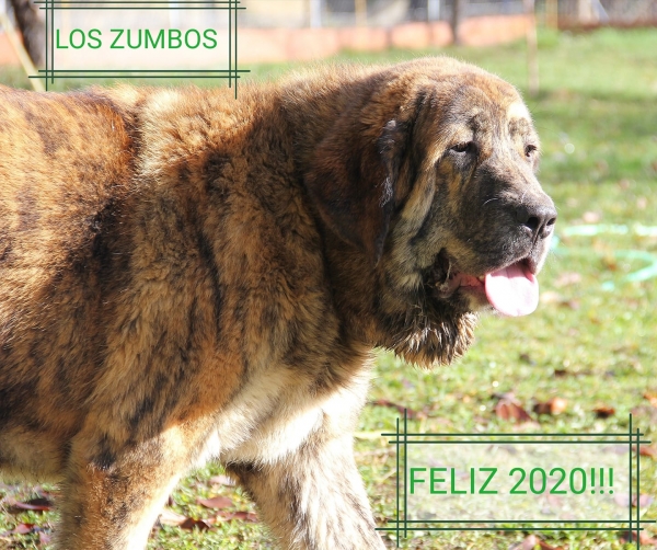 Happy New Year 2020 from Los Zumbos
