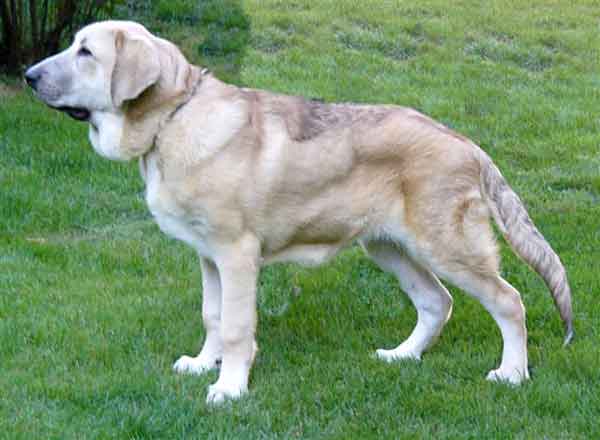 Julius de la Ribera del Pas - 5 months old
(Llanero de Ablanera x Mola)  

Keywords: puppyspain puppy cachorro