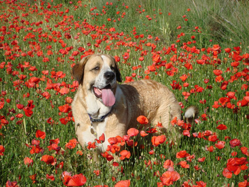Penny in the poppies 
