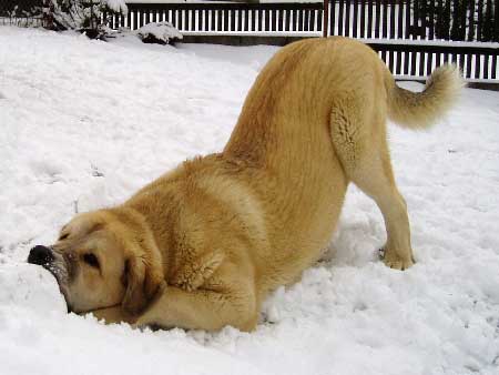 Sultan -  9 months old
(Ordoño x Princes de la Vega de Albares)
Keywords: snow nieve puppy cachorro sokolu