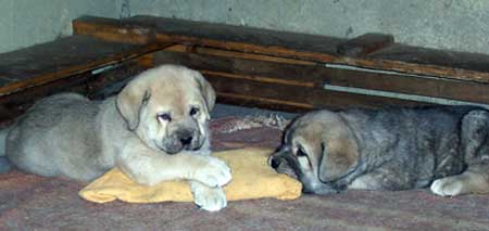 Naranco & Sobia de Ablanera
(Moroco de Fuente Mimbre x Nena de Ablanera)  
Born: 20.03.2004 
Breeder: Angel Fernández

Keywords: fuentemimbre puppy cachorro