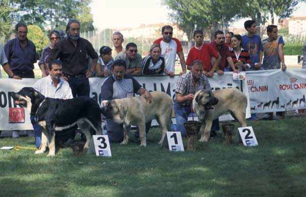 3º Pino de Montes del Pardo, 1º Sansón & 2º Ron - Puppy Class Males - AEPME Monográfica, Valencia de Don Juan, León, 18.09.2004
Keywords: 2004