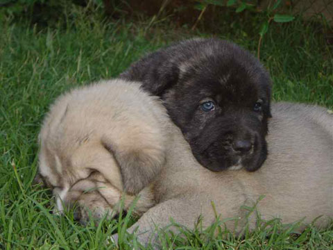 Puppies from Valdejera
(Ch. Cañon de Fuente Mimbre x Selva de Cueto Negro)
Born: 04-07-2004  

Keywords: valdejera cachorro