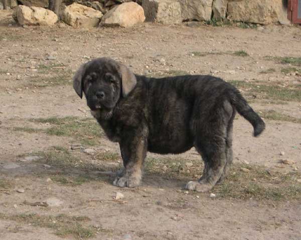 Soto de Fuente Mimbre - 60 days old
(Ch. Cañon de Fuente Mimbre x Arpa de Fuente Mimbre)
 

Keywords: fuentemimbre puppy cachorro