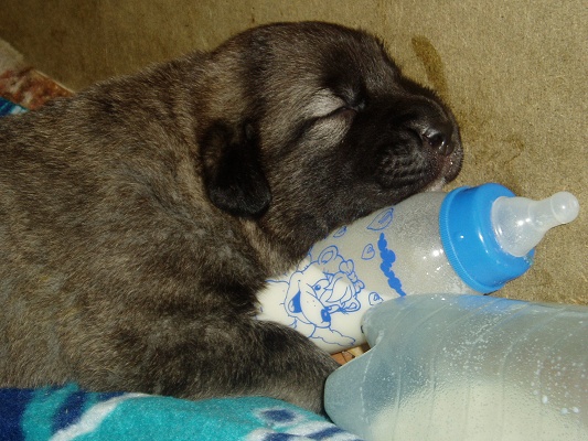 Puppy from Tornado Erben
Sweet sleep...
Keywords: puppyczech puppy cachorro