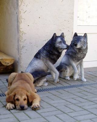 Jenda Tornado Erben (3 months) with wolves
Good guard!
Keywords: puppyczech puppy cachorro