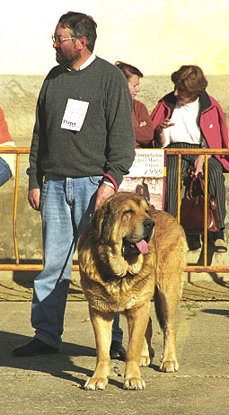 Sultan - Mansilla de las Mulas, León, 08.11.1999
(León de Aralla x Perla de Aralla) 
Owner: Cándido Rodríguez  


Keywords: 1999 vicheriza