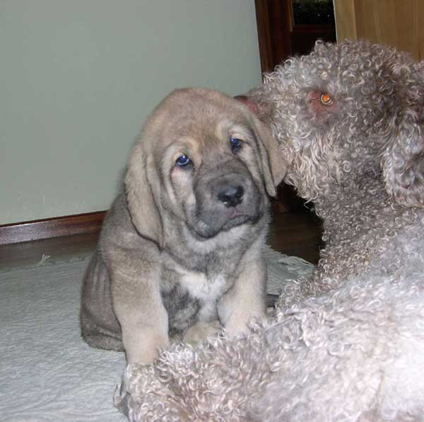 Tercio de Fuente Mimbre (52 days old)
Born: 06-01-2005
(Moroco de Fuente Mimbre x Mariona de Fuente Mimbre)  

Keywords: fuentemimbre puppy cachorro
