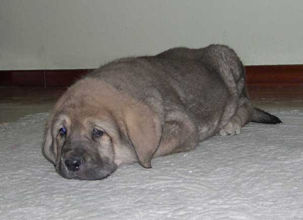 Tercio de Fuente Mimbre (52 days old)
Born: 06-01-2005
(Moroco de Fuente Mimbre x Mariona de Fuente Mimbre)  
 

Keywords: fuentemimbre puppy cachorro