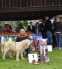 Luna_II_valle_del_pisuena_1_muy_cachorra_y_mejor_muy_cachorro_en_el_concurso_de_Arriondas_2012.jpg