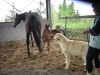 puppy1_with_horses.jpg