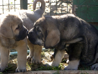 Puppies from Valdejera
(Tajo de la Peña Mora x Cepa de Valdejera)
Born: 05-09-2004  

Keywords: valdejera cachorro