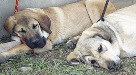 Puppies taking a rest - Valencia 2001
Keywords: cachorro