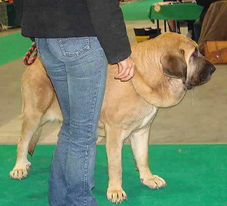 Amiga Zula Bis Mastibe, Exc.1, CWC - Intermediate Class Males, World Dog Show Poznan 2006
(Enamorado Ernesto Mastibe x Feya Mastibe) 
Born: 31.05.2005
Breeder: Iva Jarova
Owner: Marcela Hruscova

Keywords: calverota