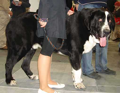 Ares spod Okruhlej Vinice, Exc.2  - Young Class Males, World Dog Show Poznan 2006
(Baskervil Mastibe x Brita Priehrada) 
Born: 15.07.2005
Breeder: Robert Belanec
Owner: Petra Hambalkova


