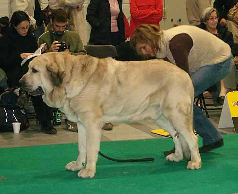 Basil Mastifland - Champion Class Males, World Dog Show Poznan 2006
(Davidoff von Haus vom Steraldted x Ida Fi-It) 
Born: 14.11.2000
Breeder: Anna Kornak
Owner: Ewa Jasinska

