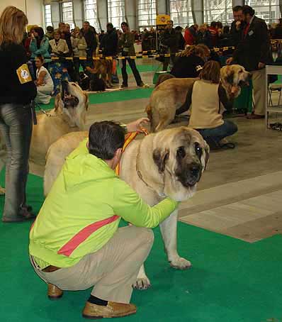 Champion Class Males, World Dog Show Poznan 2006
