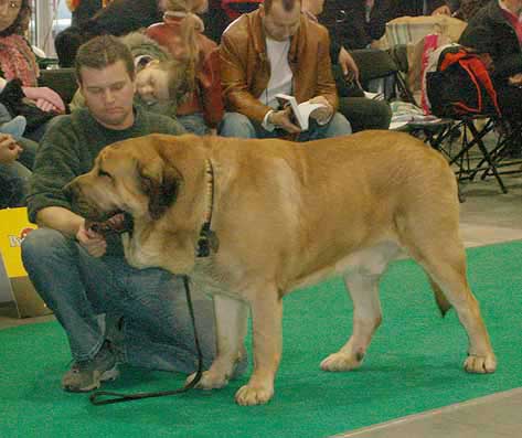 Drakon Beark Cerny Levhart, Exc.2 - Open Class Males, World Dog Show Poznan 2006
(Arak z Kraje Sokolu x Belize Cerny Levhart) 
Born: 08.06.2004
Breeeder: Jana Cermakova
Owner: Mikulas Polievka

