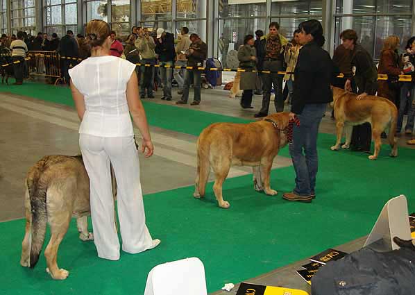Intermediate Class Females - World Dog Show Poznan 2006
