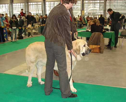 Sanson del Dharmapuri - Intermediate Class Males, World Dog Show Poznan 2006
(Rubi de Montes del Pardo x Fani) 
Born: 16.12.2004
Breeder: Kennel Dharmapuri
Owner: Joanna Turek
Keywords: fresu