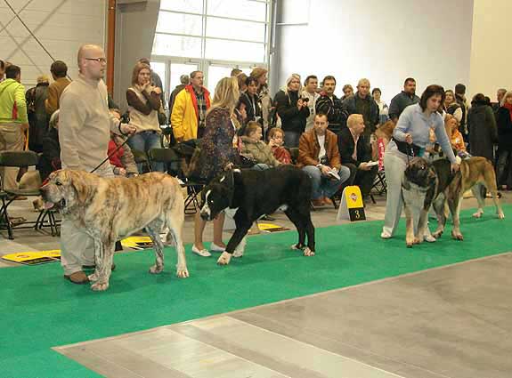 Young Class Males - World Dog Show Poznan 2006

