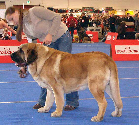 Amigo Zeus Bis Mastibe: Exc 1, CACA, CACIB - Champion Class Males, International Dog Show Wels, Austria, 06.12.2008
Keywords: 2008