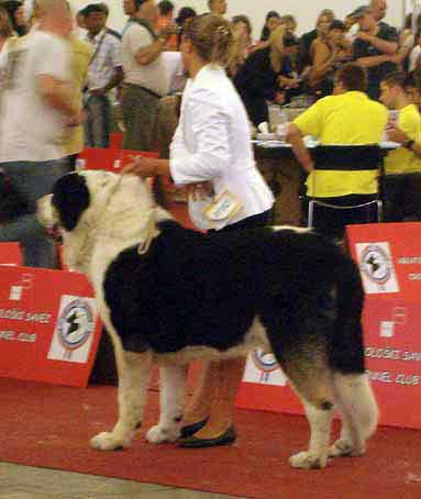 Antol Vlci Drap: 3 - Champion Class Males, Euro Dog Show, Zagreb, Croatia 10.06.2007
Keywords: 2007