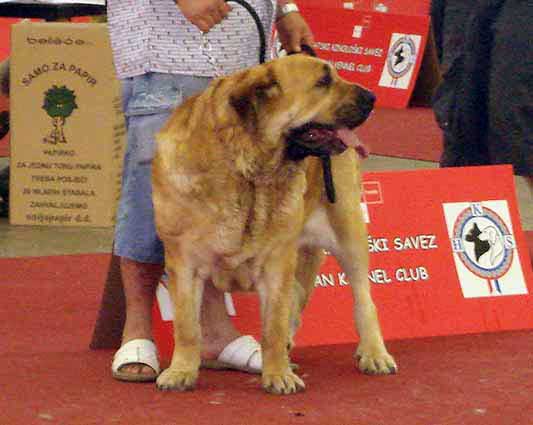 Dora z Kraje Sokolu: 4 - Open Class Females, Euro Dog Show, Zagreb, Croatia 10.06.2007
(Alto del Grande Creta Lago x Aylen z Kraje Sokolu)
Born: 05.04.2003 

Keywords: 2007 sokol