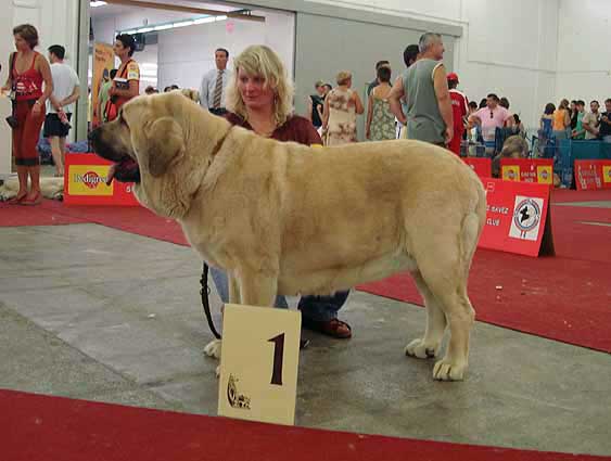 Feya Mastibe: Exc.1, CAC, CACIB, European Winner, BOB - Champion Class Females, Euro Dog Show, Zagreb, Croatia 10.06.2007
(Basil Mastifland x Connie Mastibe) 
Born: 08.05.2003

Keywords: 2007 mastibe