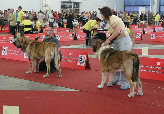 Intermediate Class Males - Euro Dog Show, Zagreb, Croatia 10.06.2007
Keywords: 2007